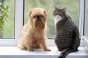 Tabby cat and red dog sitting on the window sill