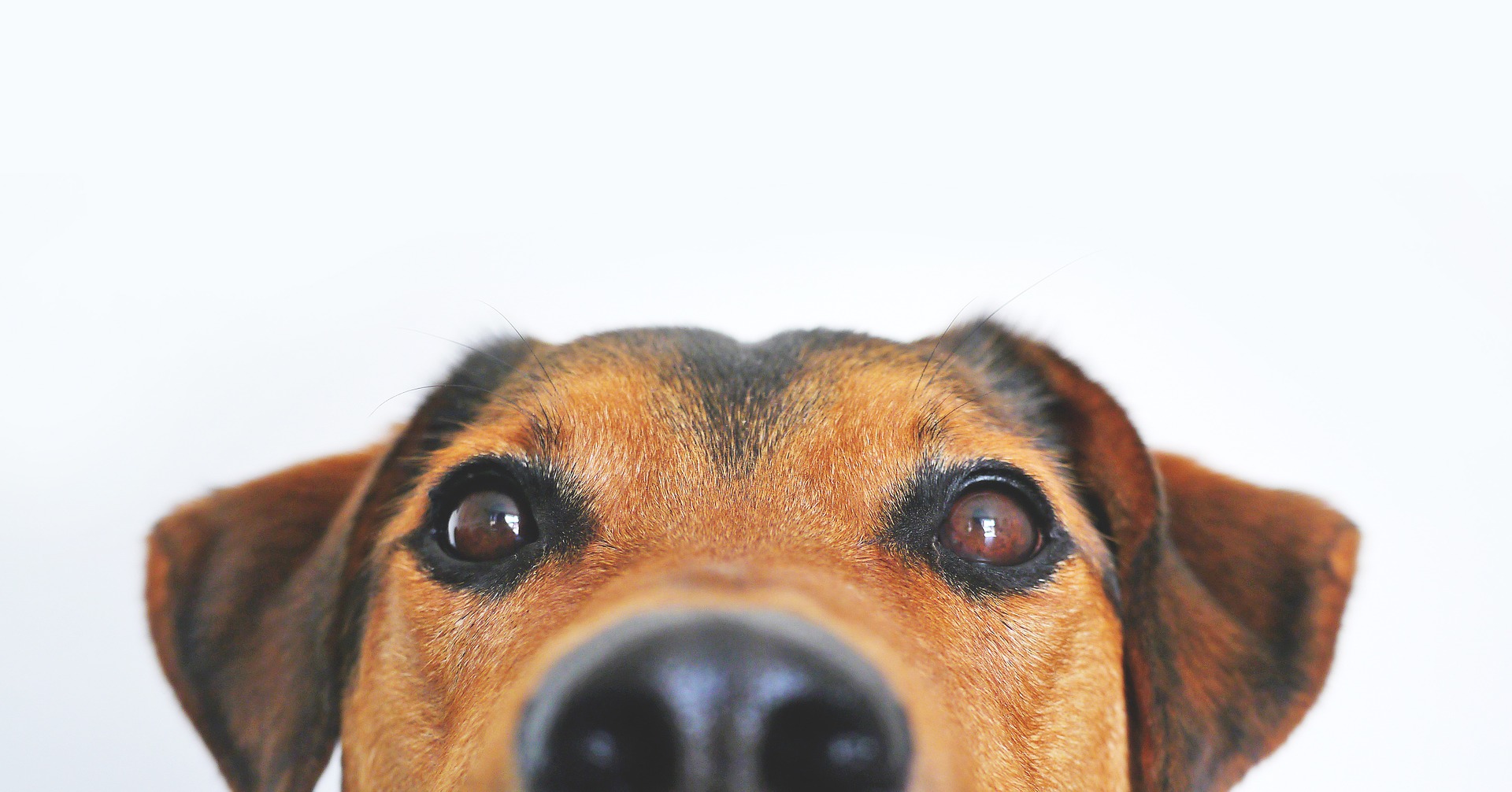 A closeup of a dog's muzzle looking into camera