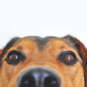 A closeup of a dog's muzzle looking in the camera