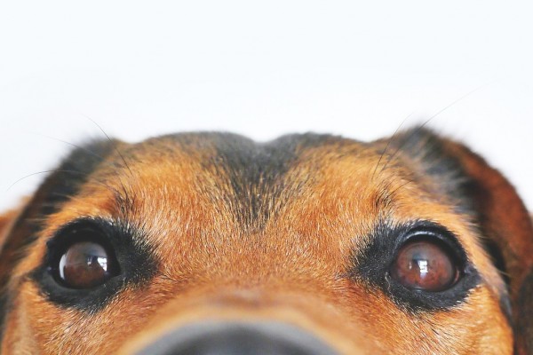 A closeup of a dog's muzzle looking in the camera
