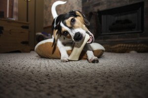 beagle dog chewing on a bone