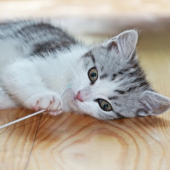 Tabby kitten playing with a yarn on the floor