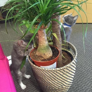 Grey and tabby kitten playing with an office palm tree