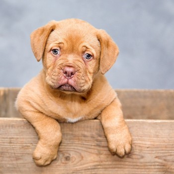 Red bordeaux puppy sitting in a wooden box