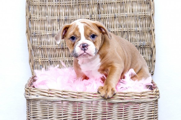 Cute puppy sitting in a basket