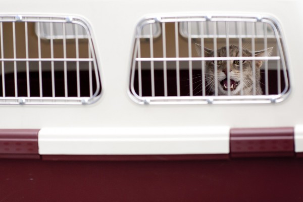 Meowing cat in a red and white crate with grills