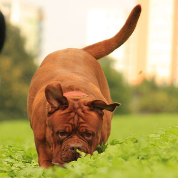 The best dog parks in the world
