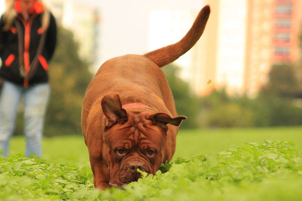The best dog parks in the world