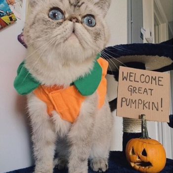 halloween-pet-costume