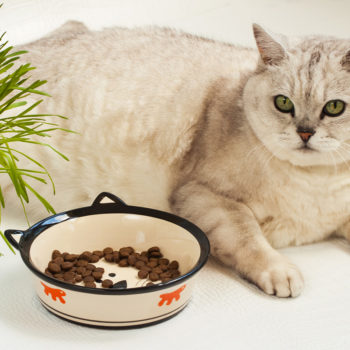 overweight-cat-pet-obesity