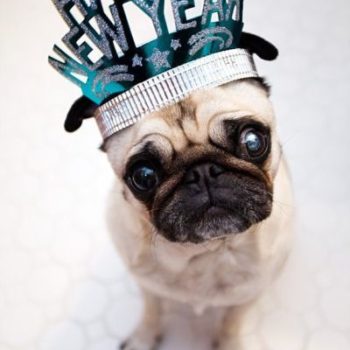 Pet Parents' New Year's Resolutions